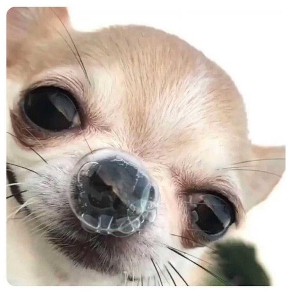 Собачка с пузырьком в носу