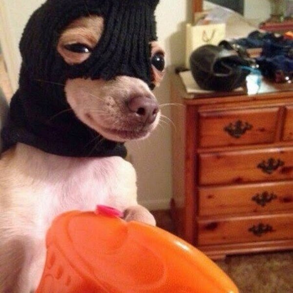 Маска собаки