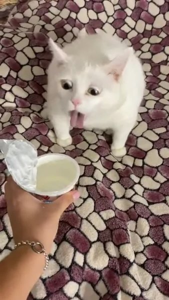 Кот в сметане