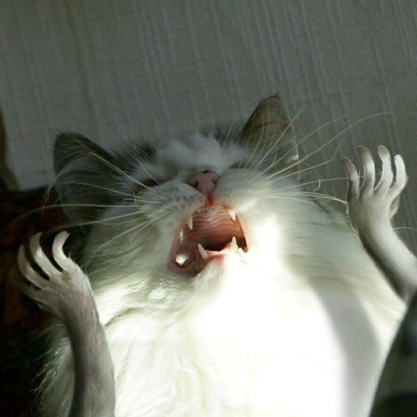 Кот кричит