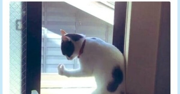 Белиссимо Мем кот