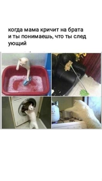 Никакой помощи в этом доме кот