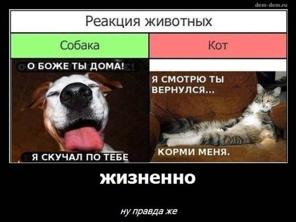 Шутки про собак