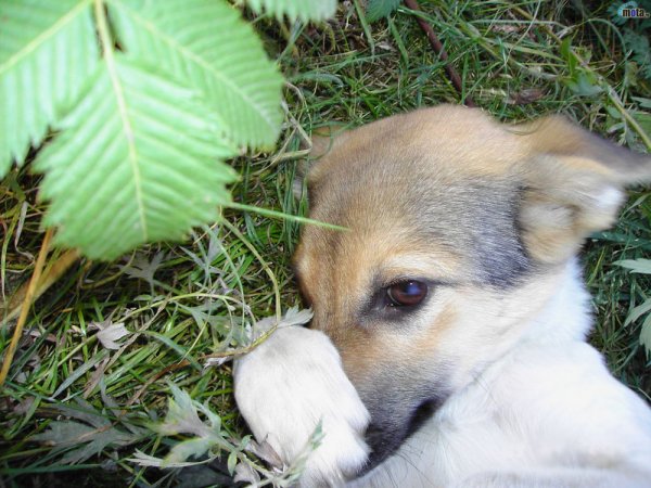 Собака прикрывает лапой морду