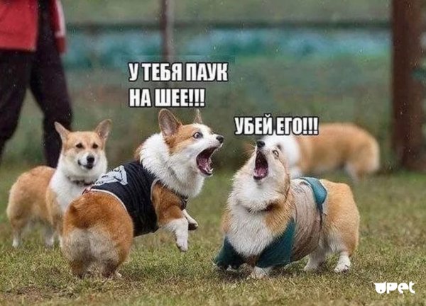 Шутки про собак