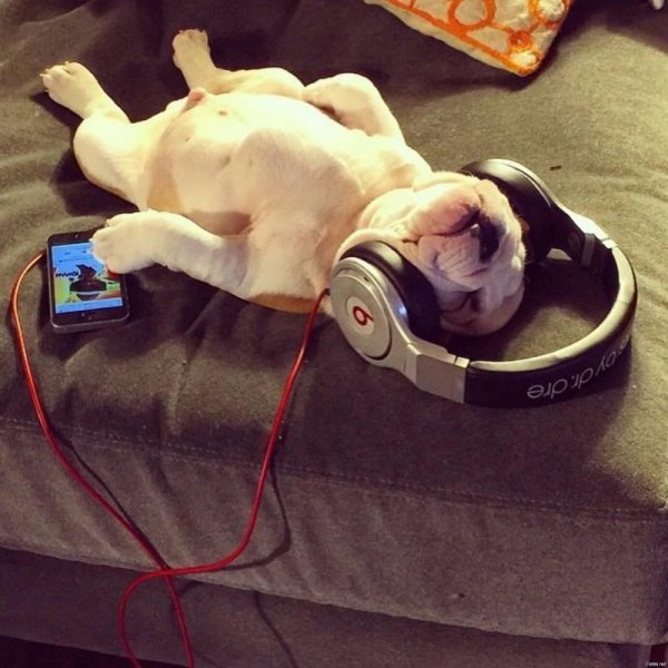 Наушники для собак