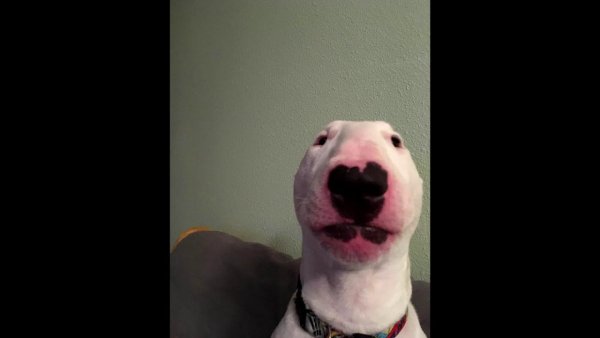 С белой собакой