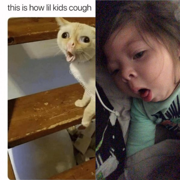 Кашляющий кот мемы