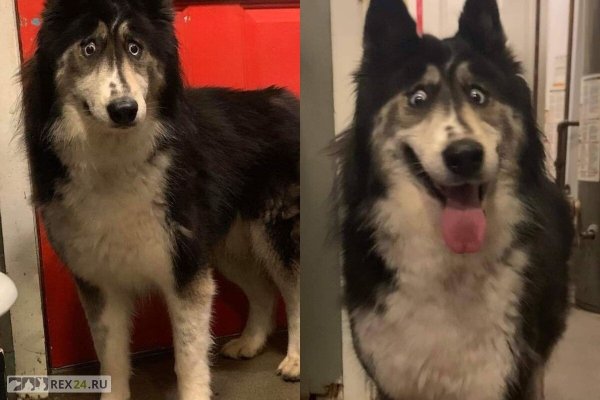 Удивлённый хаски