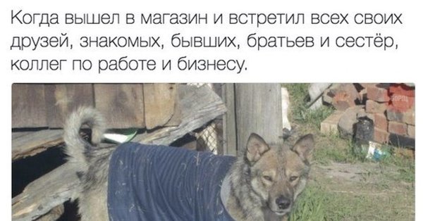 Собака в майке Мем
