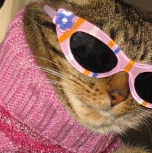 Модные котики в очках