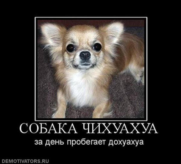 Прикольные чихуахуа