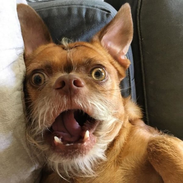 Смешные собаки