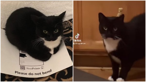 Maxwell кот Мем