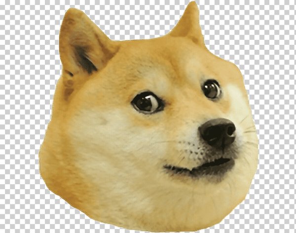 Doge собака