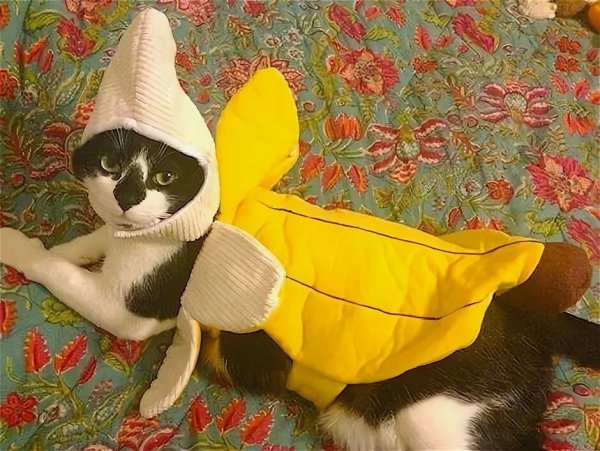 Котёнок в костюме бонана