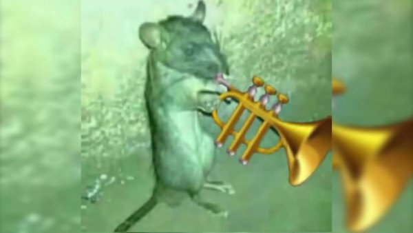 Крыса курит