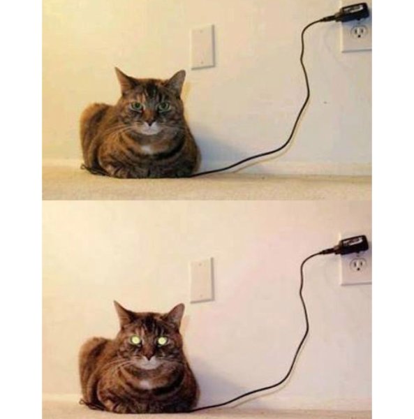 Смешные мемы про котов