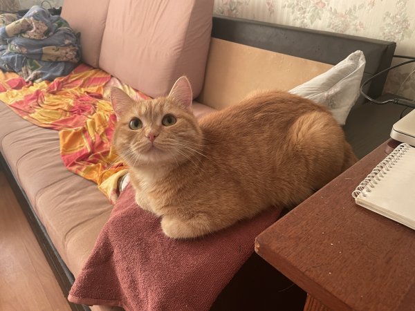 Рыжий кот Мем