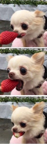 Угарные чихуахуа