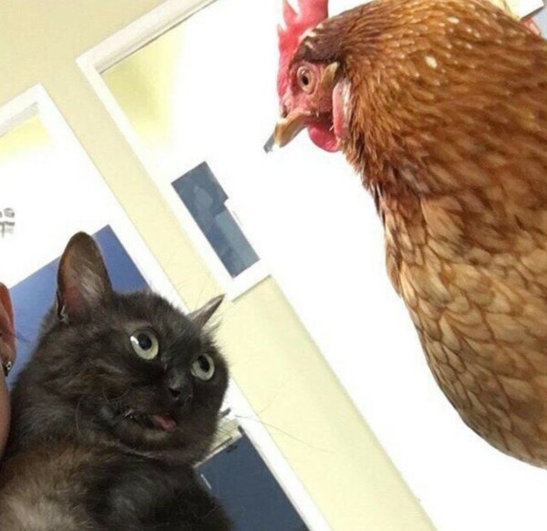 Кот и петух