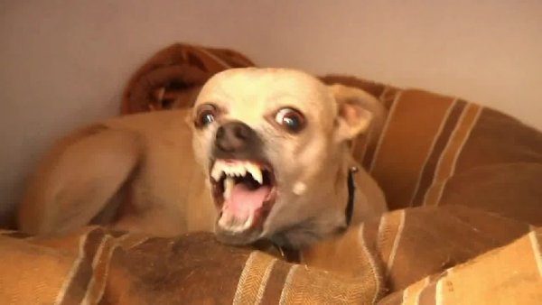 Мемы с собаками