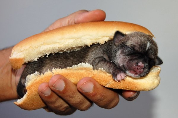 Хот дог горячая собака