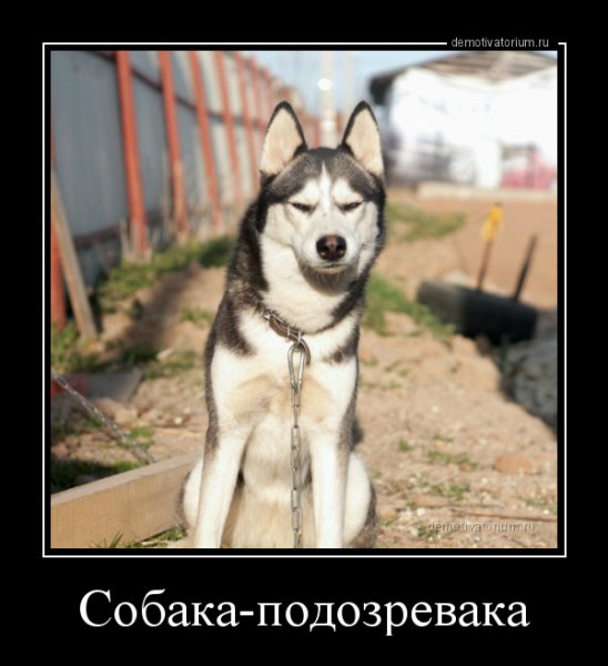 Собака улыбака собака подозревака