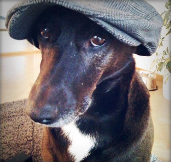 Смешная собака в кепке