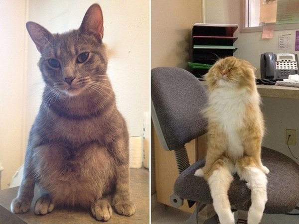 Сидячие коты