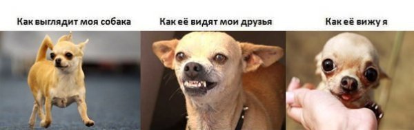 Чихуахуа приколы