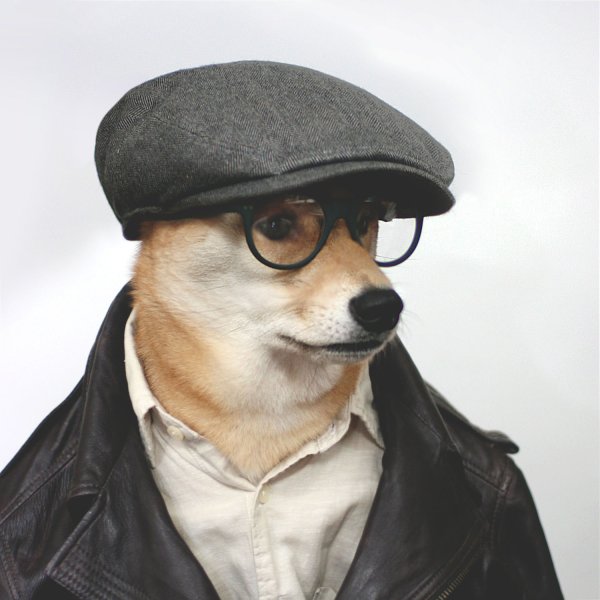 Собака в кепке