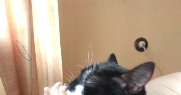 Бклиссимо кот