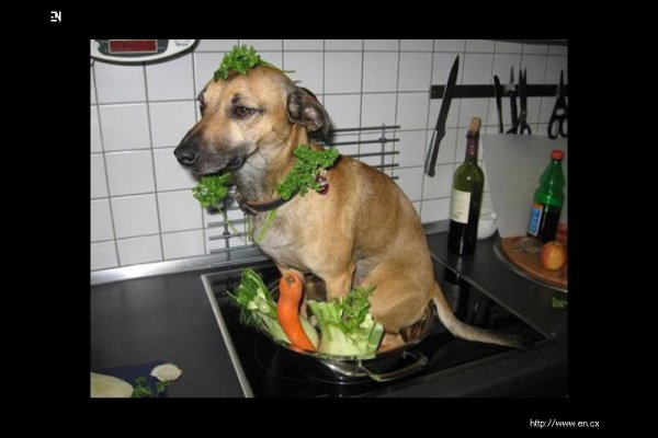 Демотиваторы собаки прикольные