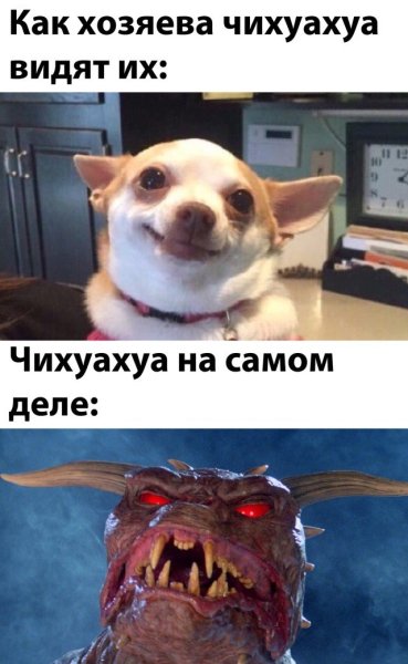 Чихуахуа мемы