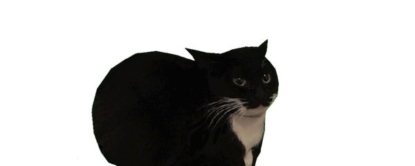 Кот крутится