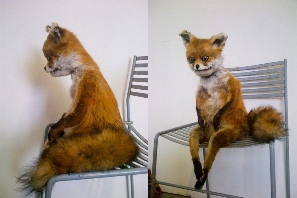 Кот на стуле