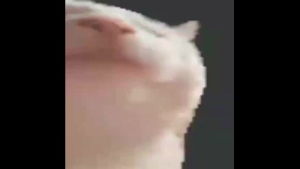 Кот флексит