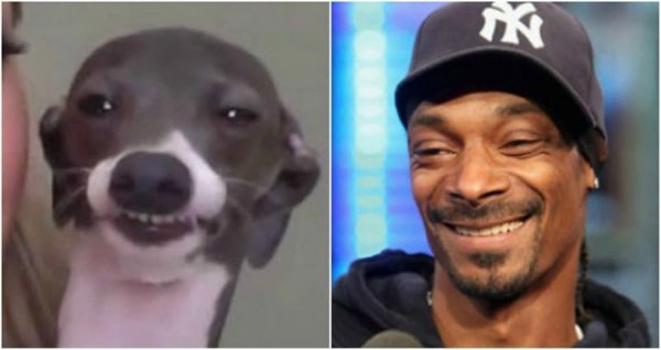 Кермит снуп дог