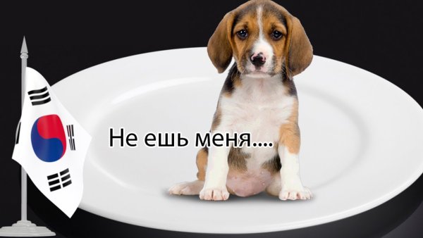 Мемы про корейцев и собак