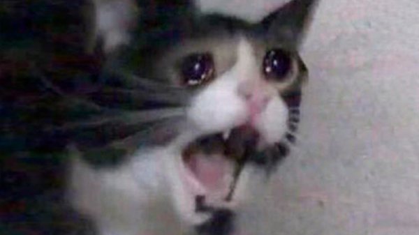 Котик плачет Мем