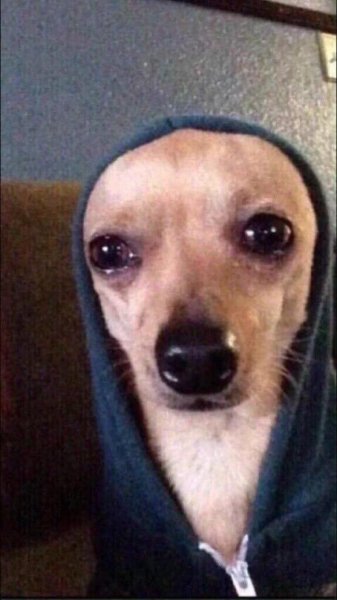 Мемы с собаками