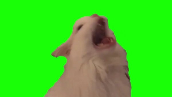 Смешной кот на зелёном фоне