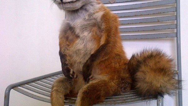 Упоротая лиса на стуле
