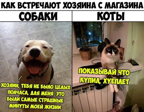 Как встречают хозяина кошки и собаки Мем