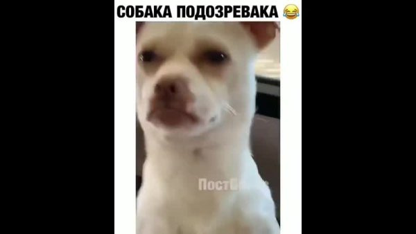 Подозревающая собака Мем