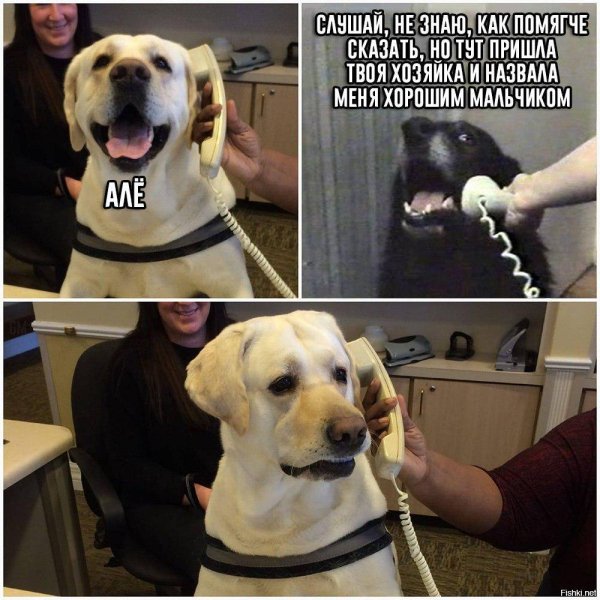 Хороший мальчик пес