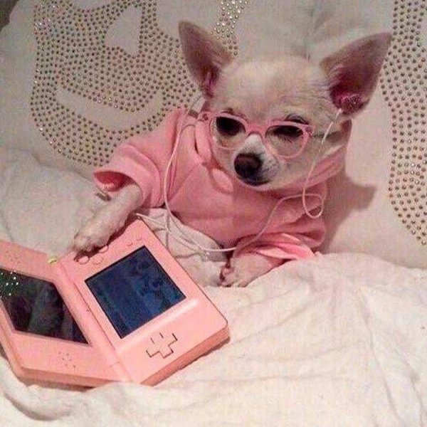 Чихуахуа хуеныши