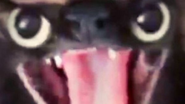 Мемы с котами без надписей