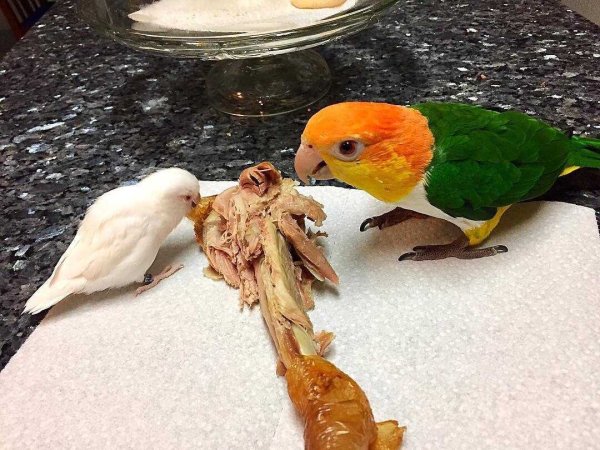 Попугай корелла